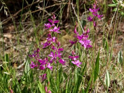 Calopogon tuberosus group in full bloom
