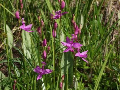 Calopogon tuberosus group just beginning to open