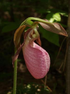 Cypripedium acaule