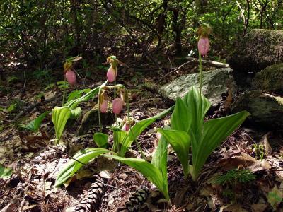Cypripedium acaule group