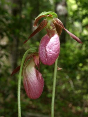 Cypripedium acaule