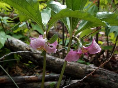 Trillium catesbaei pair