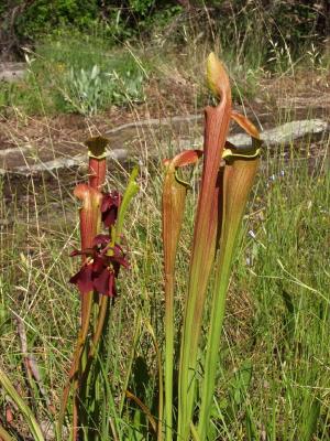 Sarracenia jonesii in bloom (note portion of the granite bald in the background)