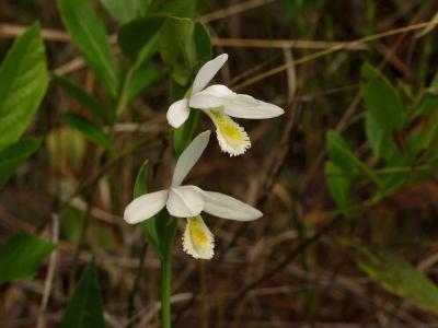 Rare double white Pogonia ophioglossoides