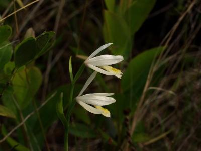 Double white Pogonia ophioglossoides from the side