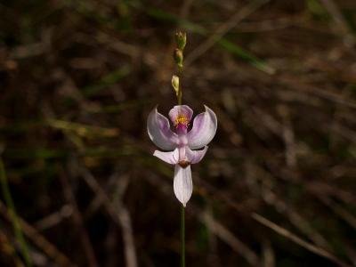 A white and magenta Calopogon pallidus - a bit early for this one