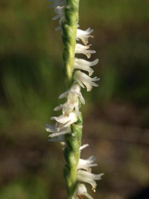 Spiranthes vernalis by side of road