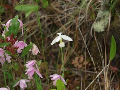 Single white Pogonia ophioglossoides amid dozens of pink ones