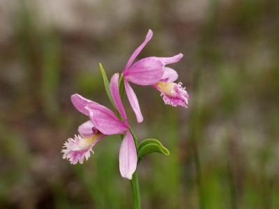 Oppositely facing normal pink Pogonia ophioglossoides