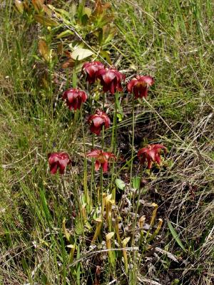 Sarracenia rubra in full bloom