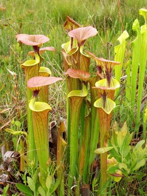 Sarracenia flava var. cuprea Copper Top past bloom