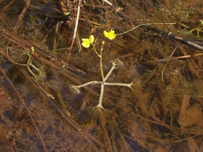 Utricularia inflata (bladderwort) floating in a roadside ditch