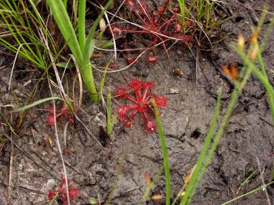 Drosera capillaris (sun dew) - yes! they are really this red