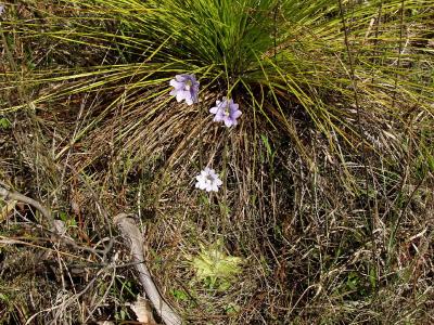 Pinguicula caerulea (butterwort) in front of a young longleaf pine. Note younger flowers begin very light and darken with age