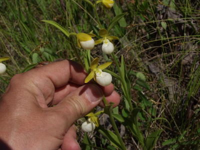 Cypripedium californicum - showing a hand for scale