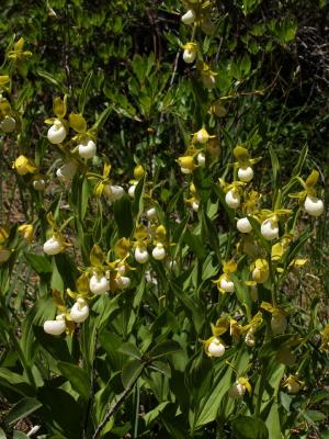 Cypripedium californicum - large group