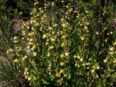 Cypripedium californicum - very large group