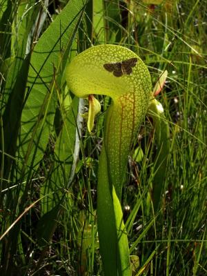 Darlingtonia californica in the sun (new pitcher with critter)