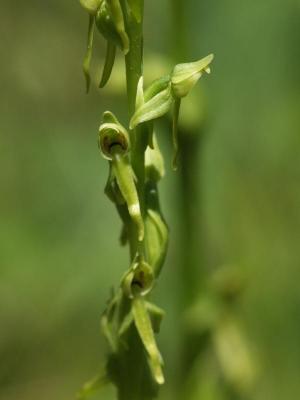 Platan sparciflora