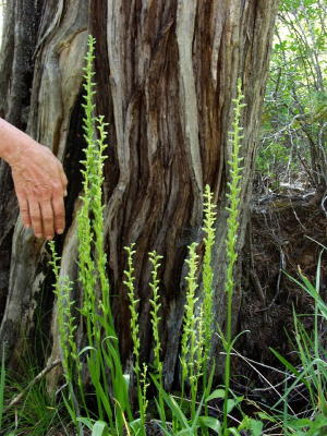 Platanthera sparciflora group showing scale