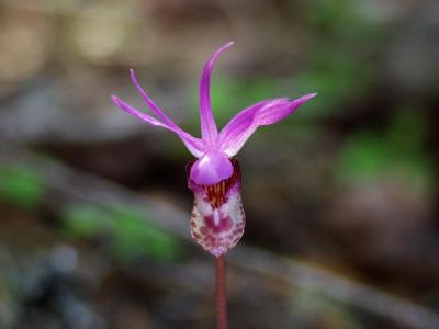 Calypso bulbosa var. occidentalis sunlit from behind