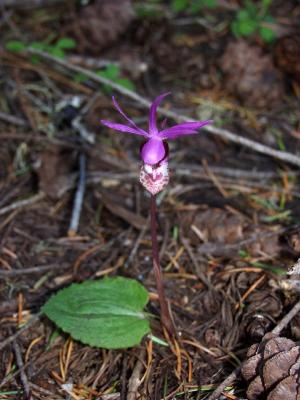 Calypso bulbosa var. occidentalis