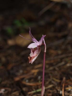Calypso bulbosa var. occidentalis light pink form from the side
