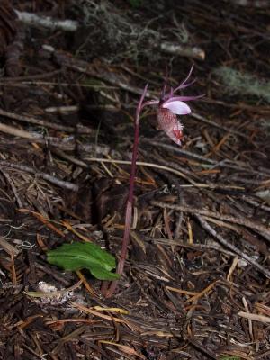 Calypso bulbosa var. occidentalis light pink form