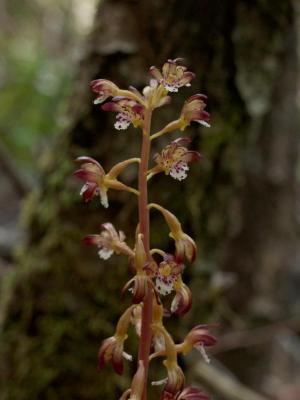 Corallorhiza maculata