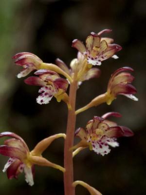 Corallorhiza maculata