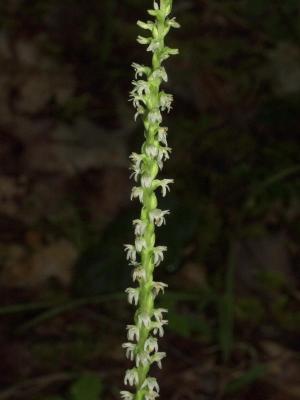 Piperia candida