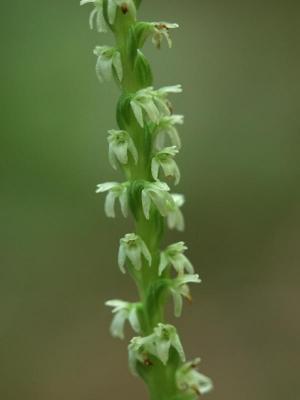 Piperia candida