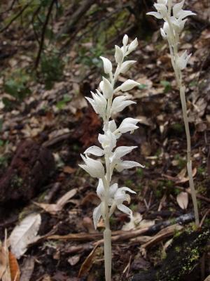 Cephalanthera austiniae