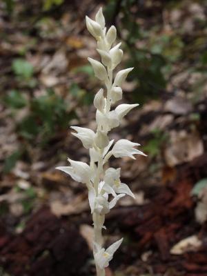 Cephalanthera austiniae