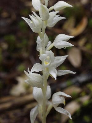 Cephalanthera austiniae