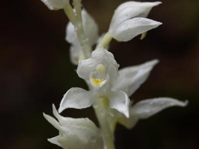 Cephalanthera austiniae