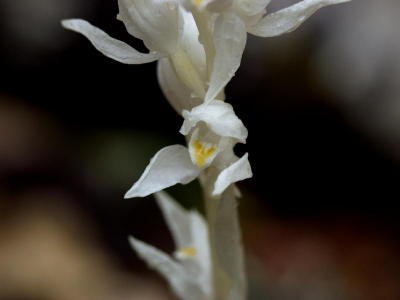 Cephalanthera austiniae