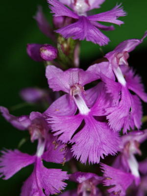 Platanthera grandiflora close-up - one of about six plants that were still in bloom. Note circular nectary opening.