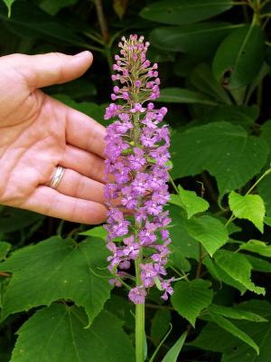 Platanthera psycodes with hand for scale