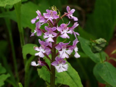 Platanthera psycodes bicolor