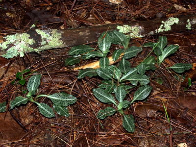 Non-blooming Goodyera pubescens plants - part of a clonal clump