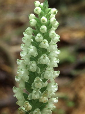 2006-07-15 Goodyera pubescens orchids in the Upstate of South Carolina