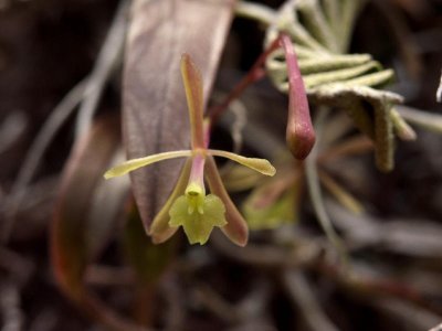 Epidendrum magnoliae growing in full sun - note pink color on petals and lip.