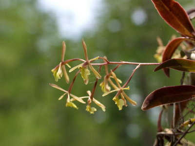 Epidendrum magnoliae in full sun - note red leaves