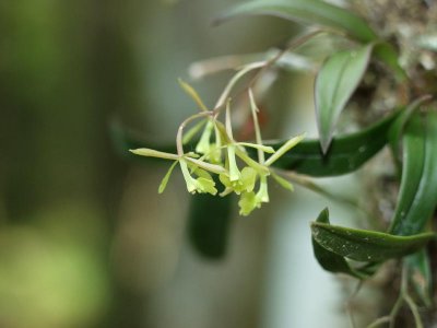 Epidendrum magnoliae - note color of flowers and leaves in these shaded plants. These were placed on swamp tupelo trees.