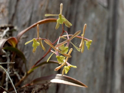 Epidendrum magnoliae growing in full sun.