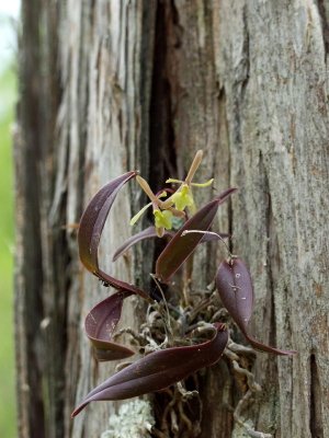 Epidendrum magnoliae transplanted into the cracked bark of a cypress tree.