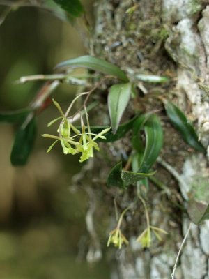 Epidendrum magnoliae on swamp tupelo - the same tree species the plants originally grew on.