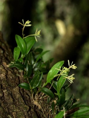Epidendrum magnoliae in heavily shaded environment.
