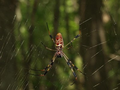 Orb spider - something to watch out for while in the swamp. This one is about 3 across - tip to tip.